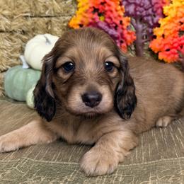 Crew - Red male Dachshund puppy in Brenham, Texas from 1 Moore Dachshund