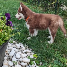 Siberian Husky Puppies from 3 Rivers Siberians(Richard's)