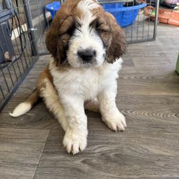 Saint Berdoodle Puppies from Country Manor Saint Berdoodles