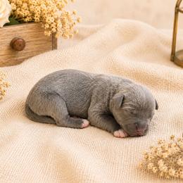 Lobelia - Blue female Great Dane puppy in Citra, Florida from AEW Farm