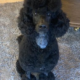 Poodles from Silhouette Poodles