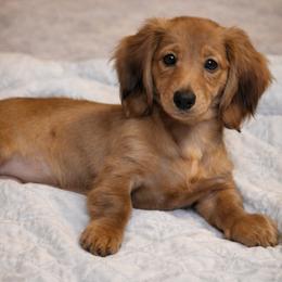 Arendelle- AKC Import Lines - Red female Dachshund puppy in Coweta, Oklahoma from Sunnyside Dachshunds