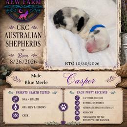 Casper - Blue merle male Australian Shepherd puppy in Citra, Florida from AEW Farm