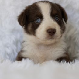 Girl 5 - Red tri-color Australian Shepherd puppy in Cleburne, Texas from Hudson Farm