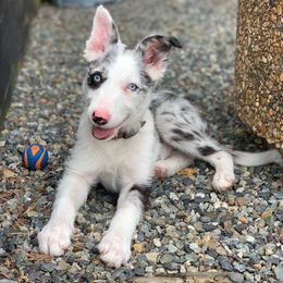Border Collie Puppies from Cascade Sun Kennels
