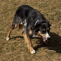 Border Collie All Grown Up from M&D Border Collies
