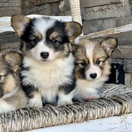 Pembroke Welsh Corgi Puppies from Nunas Corgis