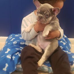 French Bulldog Puppies from Bully Snob