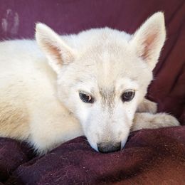 AKC Cyan - Black tan and white Siberian Husky puppy in Antrim, New Hampshire from Hampshire Huskies