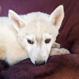 AKC Cyan - Black tan and white Siberian Husky puppy in Antrim, New Hampshire from Hampshire Huskies