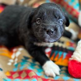 Gunnar - Black & white male Miniature Australian Shepherd puppy in Geary, Oklahoma from Helm Farms Aussies