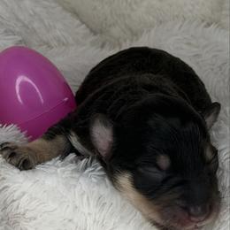 Daisy - Liver female Miniature Schnauzer puppy in Milmay, New Jersey from Butterleaf Farms
