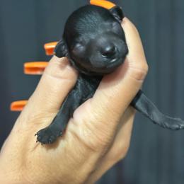 Boy 2 - Black male Poodle puppy in Charlotte, North Carolina from Toy Poodle and Maltese Perfection