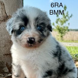 Australian Shepherd Puppies from Windy Hill Aussies