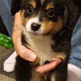 Miniature Australian Shepherds from Jody's Miniature Australian Shepherds