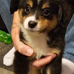Miniature Australian Shepherds from Jody's Miniature Australian Shepherds