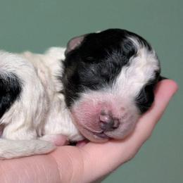 Edward - Parti male Poodle puppy in Salem Township, Maine from Moirae Poodles
