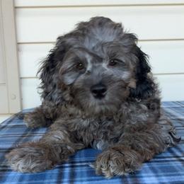 Tucker - Merle male Cockapoo puppy in Dornsife, Pennsylvania from Schaible Family Puppies