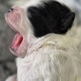 Peach - Black and white female Shichon puppy in Ronda, North Carolina from Willow River