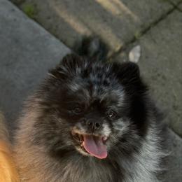 Pomeranian puppies from lunas_poms