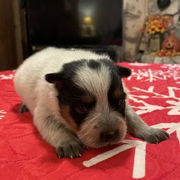 Queen Girl 1 - Blue speckled female Australian Cattle Dog puppy in Monroe, Louisiana from The Sweet Kennels