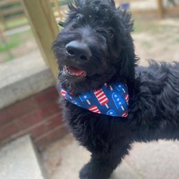 Poodle and Shihpoo Puppies from Peace, Love, and Puppies at the Creek