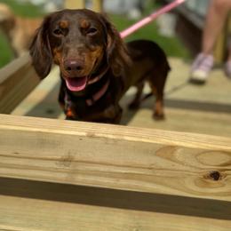 Tootsie - Dachshund
