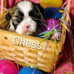 Chess - Tricolor female Shih Tzu puppy in Memphis, Tennessee from Thorntons Fur Crew