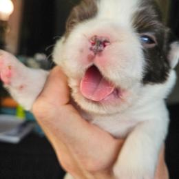 Boy 1 - Black and white male French Bulldog puppy in High Ridge, Missouri from St Louis Frenchies