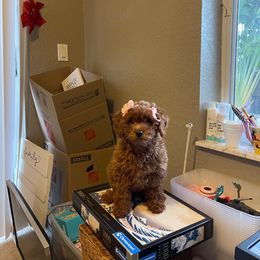 Princesa - Red  female Poodle puppy in Boynton Beach, Florida from Red Toy Poodles