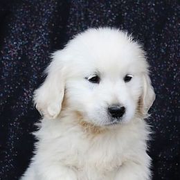 Golden Retrievers from Tradition Golden Retrievers