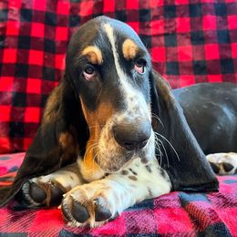 Simon - Black tan and white Basset Hound puppy in Cleveland, Tennessee from Smokey Mtn Bassets
