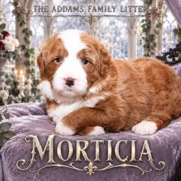 Girl 1 - female Bernedoodle puppy in Westminster, South Carolina from Goldendoodlepuppiessc