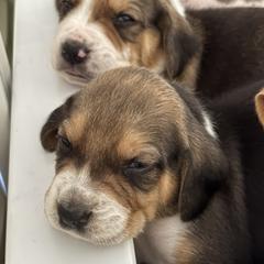 Harrier Puppies from Darkfire Harriers