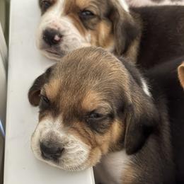 Harrier Puppies from Darkfire Harriers