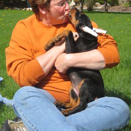 Doberman Pinscher Puppies from Laurel Vail