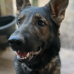 Bryna - German Shepherd