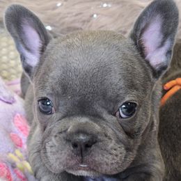 Purple - Blue French Bulldog puppy in Lakeview Terrace, California from WMDFrenchies