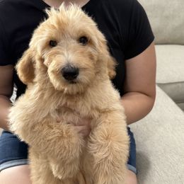 Yellow - Apricot male Goldendoodle puppy in Bakersfield, California from Lavish Doodles