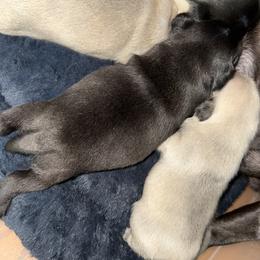Fawn boy - Fawn male Pug puppy in Saugus, Massachusetts from Pug Puppies of Boston