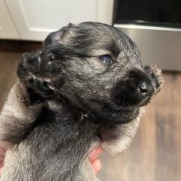 Oliver - Salt and pepper male Miniature Schnauzer puppy in Interlachen, Florida from Pam's Schnauzers