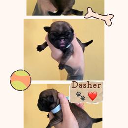 Dasher - Fawn male Pug puppy in Winter Haven, Florida from The Pugarazzi