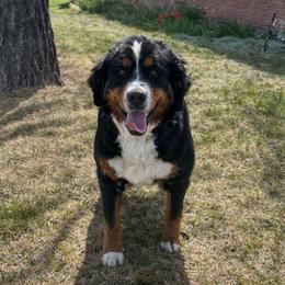 Harley - Bernese Mountain Dog