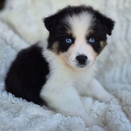 Valentine (Standard Aussie) - Black tri-color male Australian Shepherd puppy in Mc Alpin, Florida from RussKris Farms Aussies