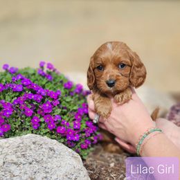 Lilac Girl - Red Cavapoo puppy in Davis County, Utah from Prince Pups