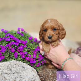 Lilac Girl - Red Cavapoo puppy in Davis County, Utah from Prince Pups