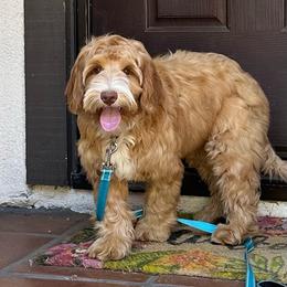 Sycamore Canyon's Salty - Caramel red male Australian Labradoodle puppy in Riverside, California from Sycamore Canyon Labradoodle