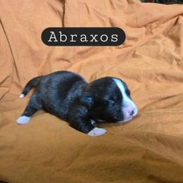 Abraxos - Black and white male Cardigan Welsh Corgi puppy in Granite Falls, Washington from Mountain Paws Cardigan Welsh Corgis