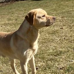 Bond - Labrador Retriever