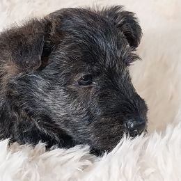 Chester - Boy Brindle - Red brindle male Scottish Terrier puppy in San Antonio, Texas from Christie Gregory's Scotties